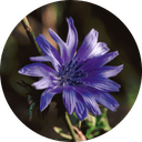 Fructooligosaccharides